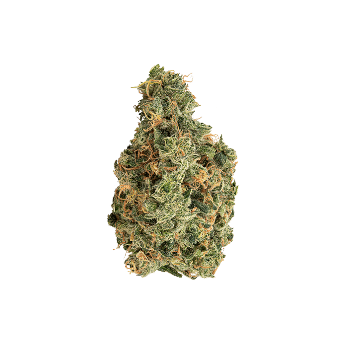 avaay 31/1 SCG Super Citra G